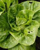 Romaine Lettuce Little Gem