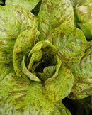 Romaine Lettuce Freckles