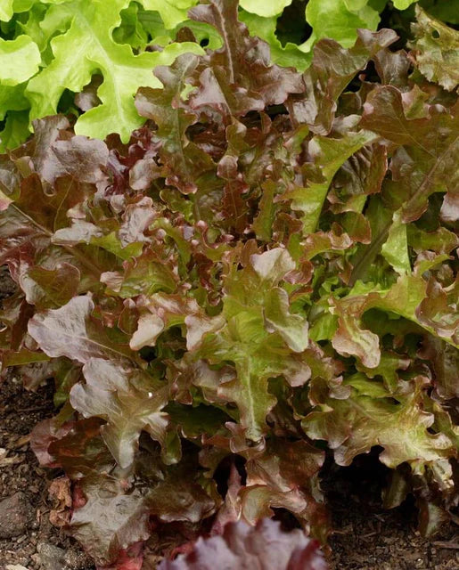Loose-Leaf Lettuce Red Salad Bowl