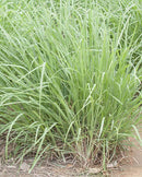 Lemongrass Cymbopogon citratus