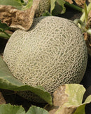 Melons Earlichamp