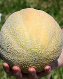 Melons Earlichamp