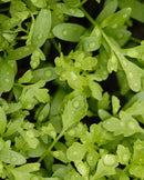 Cress Curly Cress Peppergrass