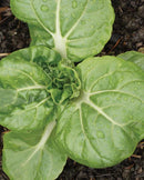 Pac Choi Toy Choi