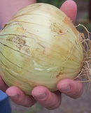 Onions Sweet Ailsa Vraig