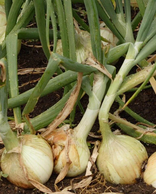 Onions Sweet Ailsa Vraig