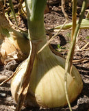 Onions Sweet Ailsa Vraig