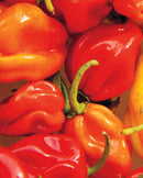 Peppers Red Habanero