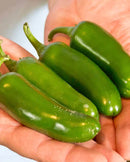 Peppers Jalapeno M