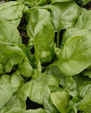 Spinach Olympia