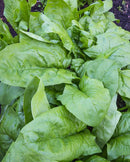 Spinach Monstrueux Viroflay