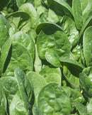 Spinach Seaside