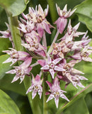 Asclepias Showy Milkweed