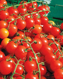 Cherry Tomatoes Sweet Million