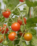 Cherry Tomatoes Sweet Million