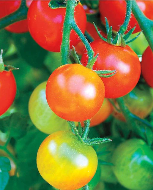 Cherry Tomatoes Tumbler