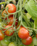 Cherry Tomatoes Tumbler