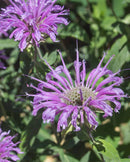 Wild Bergamot
